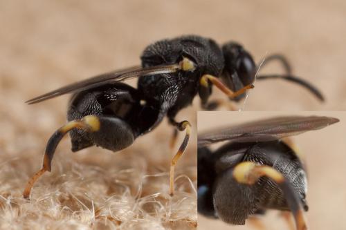 Brachymeria sp.